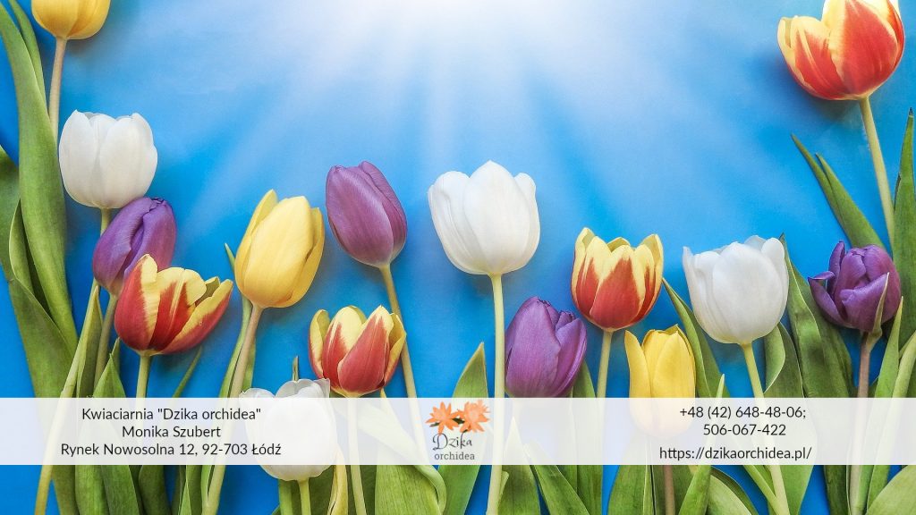 kolory tulipanów i ich znaczenie