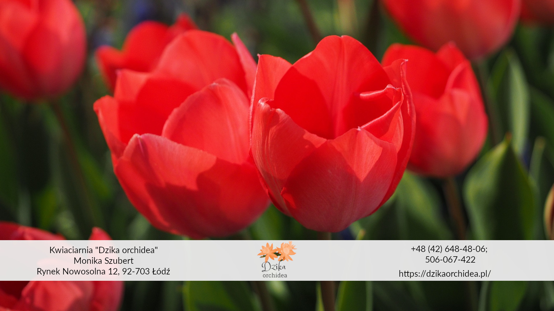 kolory tulipanów i ich znaczenie