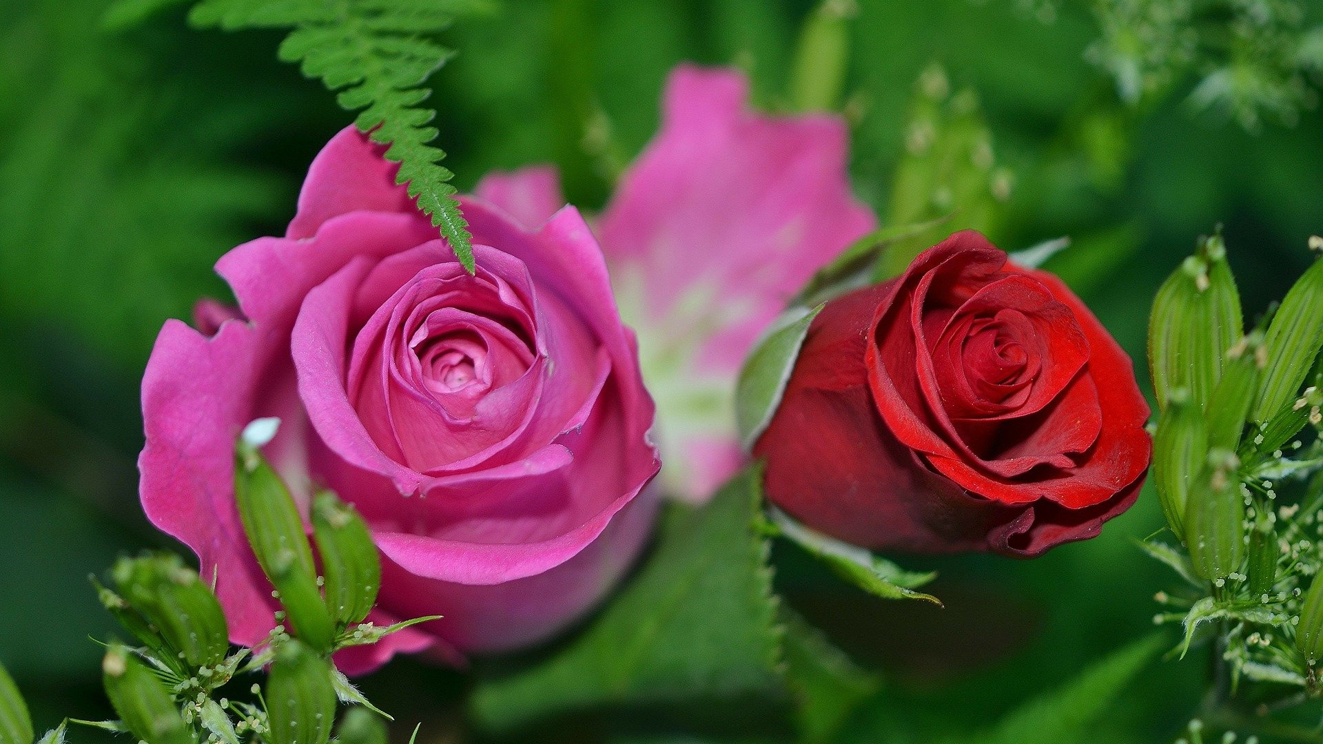 bukiet ślubny róże