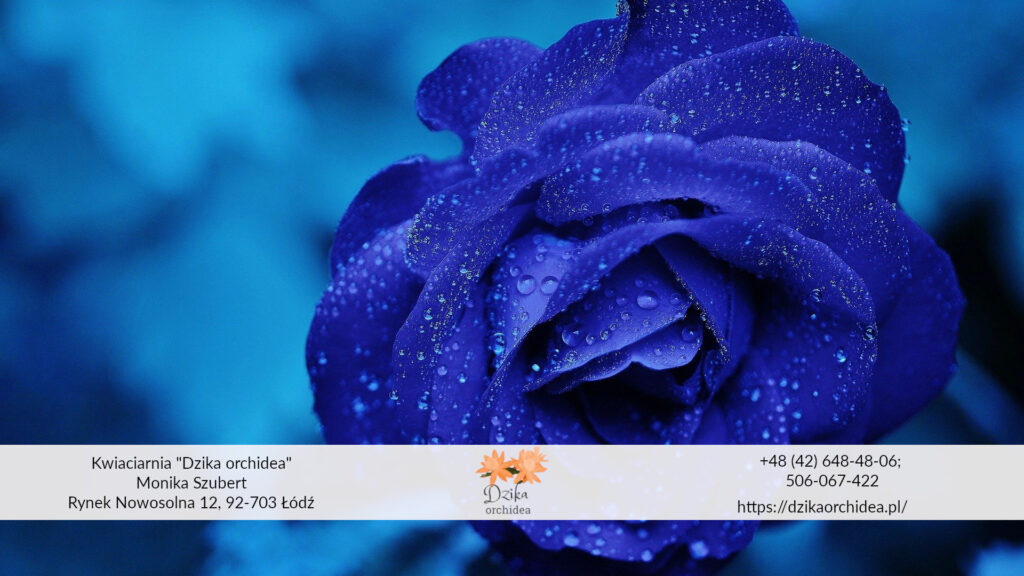 Bukiet ślubny niebieski – z jakich kwiatów