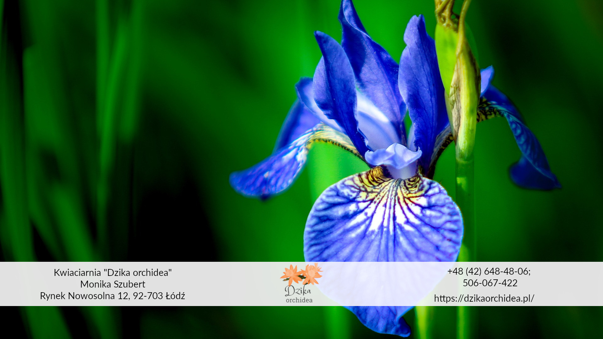 Bukiet ślubny niebieski – z jakich kwiatów1