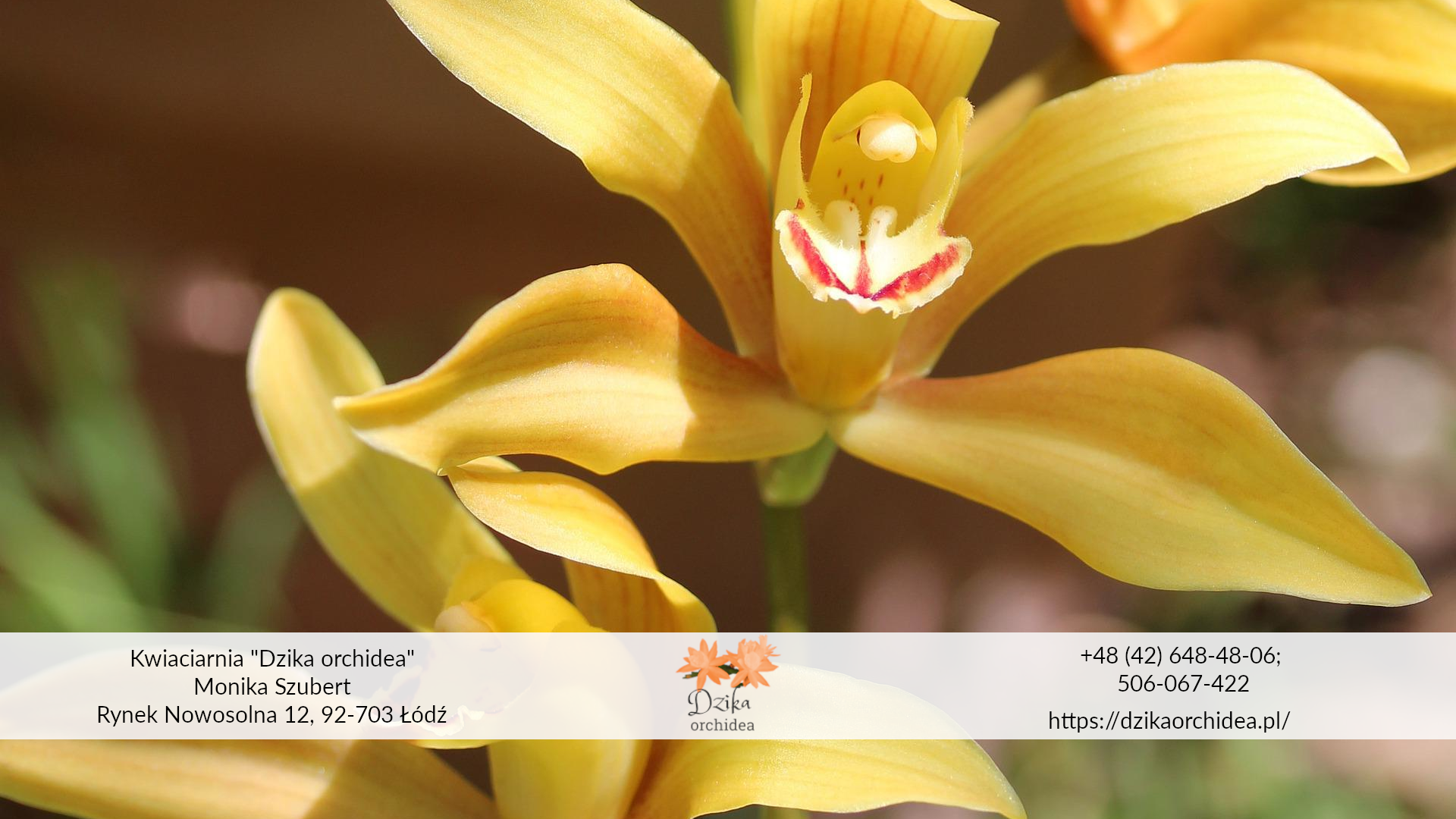 Orchidea a storczyk - czym się różnią3