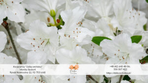 biały kwiat doniczkowy