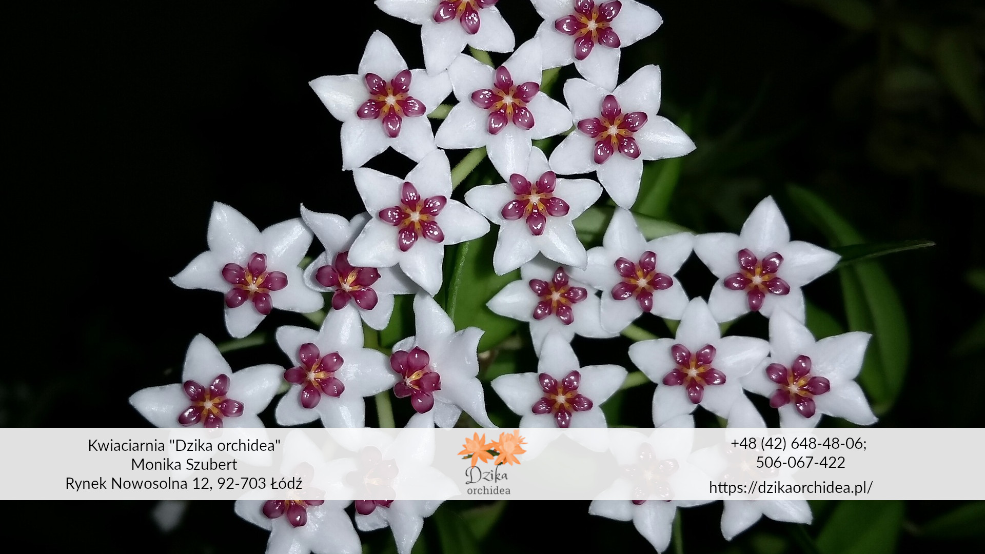 biały kwiat doniczkowy2