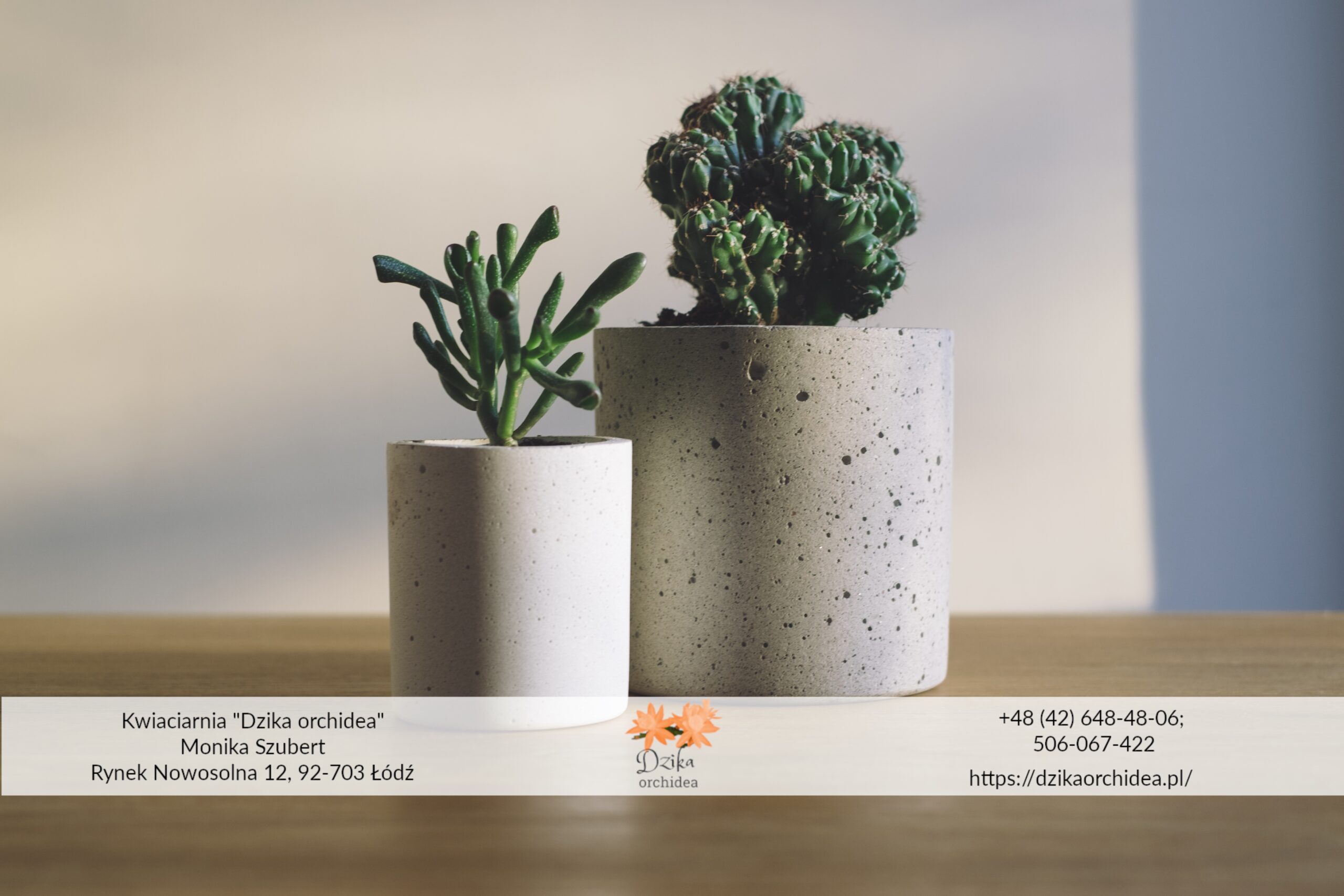 jak dbać o rośliny doniczkowe jesienią