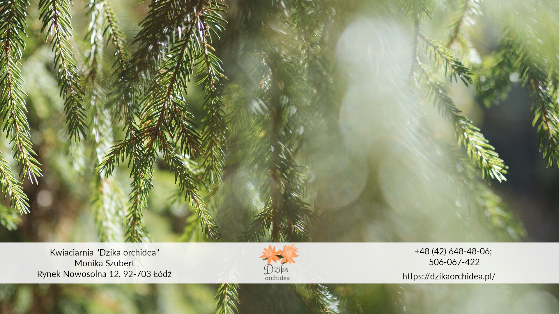 Najlepsza roślina na żywopłot zimozielony jak przygotować ogród na zimę