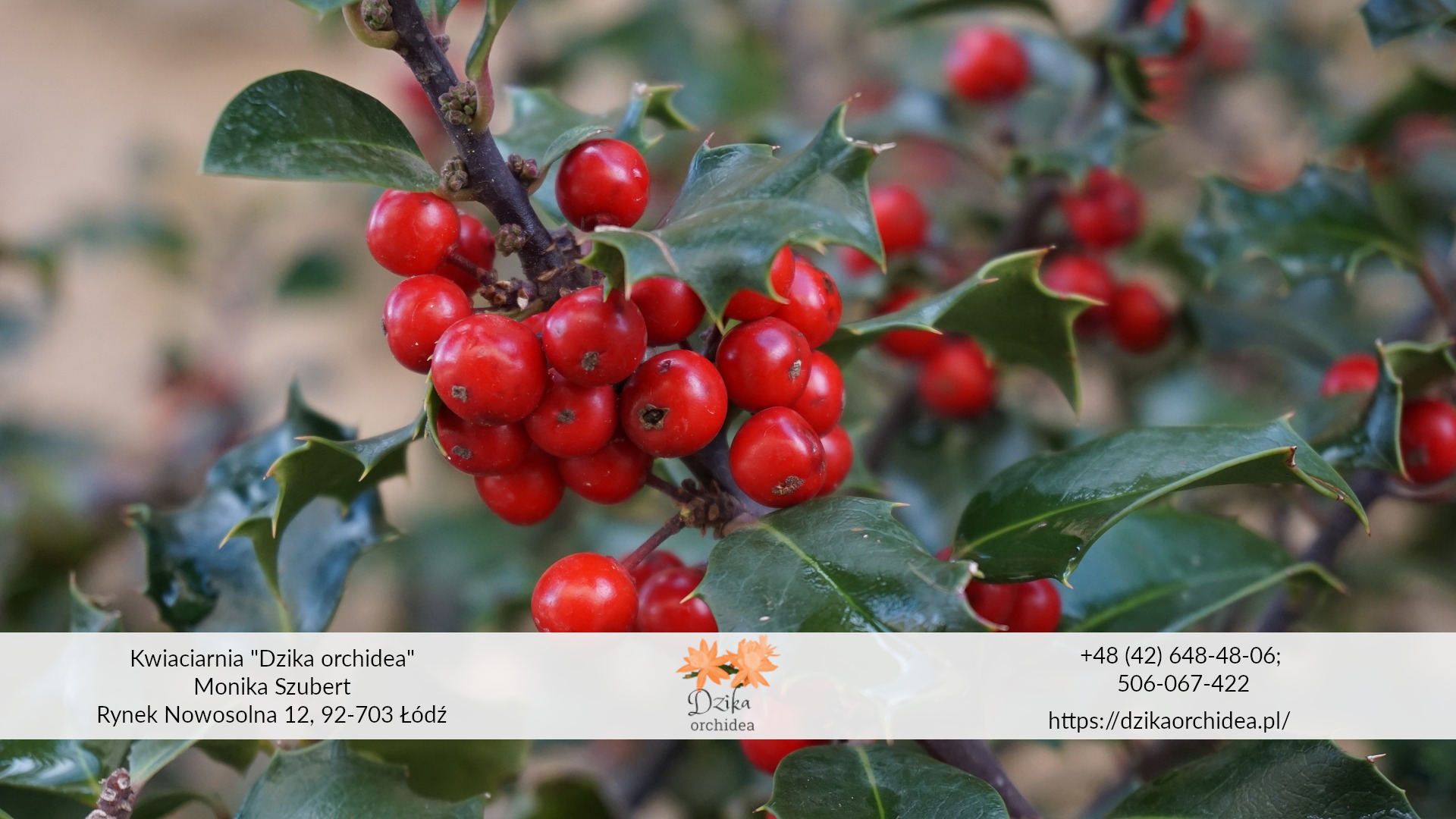 Najlepsza roślina na żywopłot zimozielony bukiety zimowe