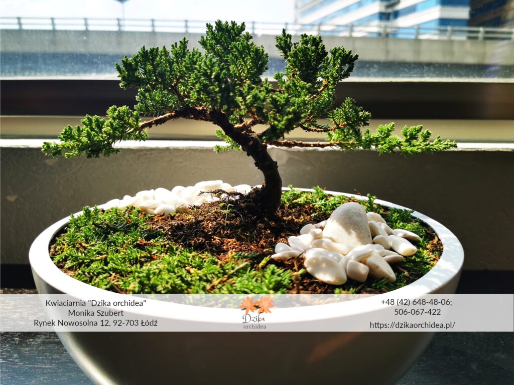 Drzewko Bonsai