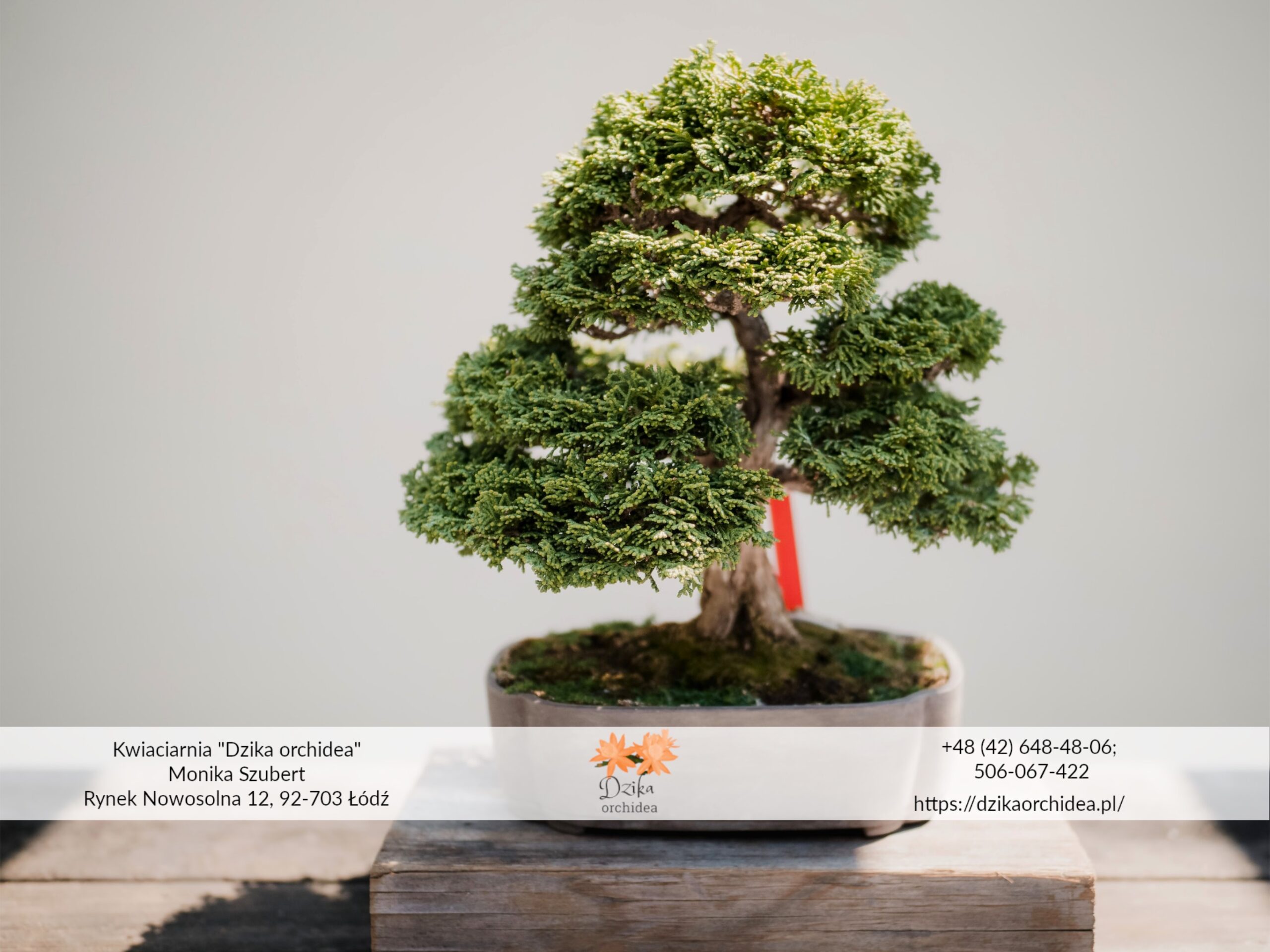 Drzewko Bonsai