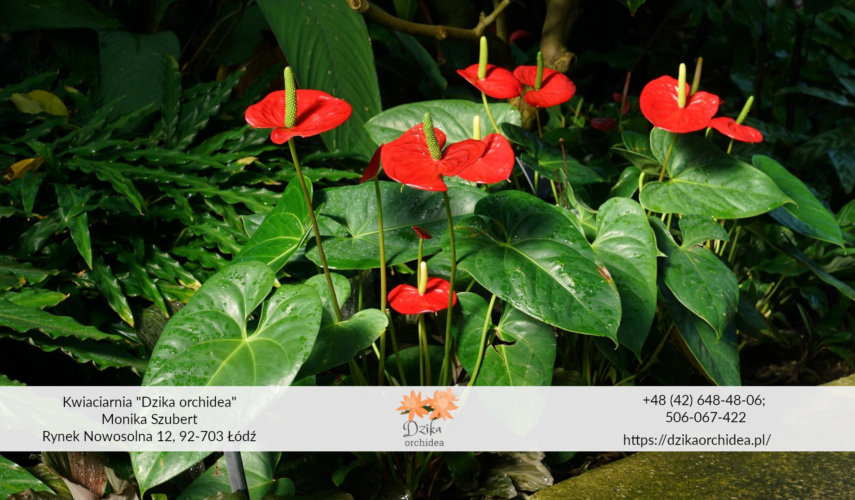 Anturium Andrego Anturium choroby