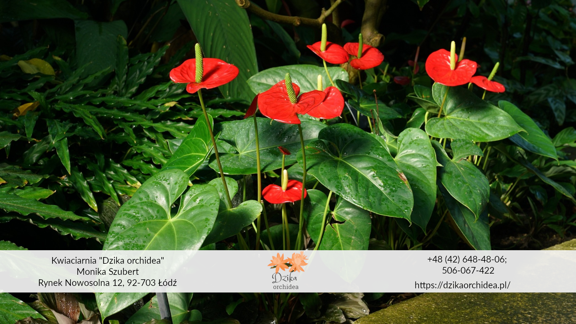 Anturium Andrego Anturium choroby