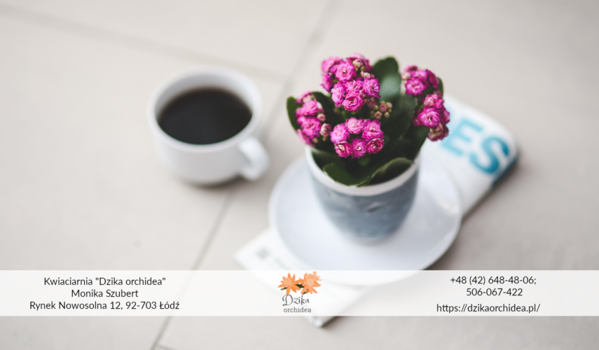 Blossfeldiana kalanchoe odmiany