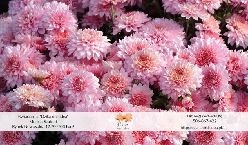Chryzantema wielkokwiatowa 1