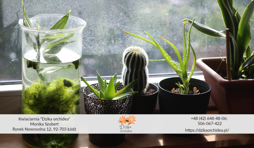 Sukulenty rodzaje Ziemia do sukulentów