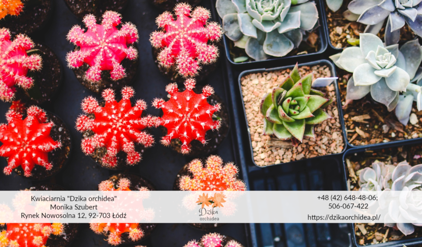 Ziemia do sukulentów