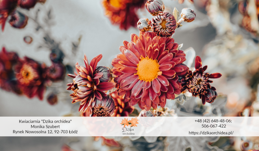 Chryzantemy cena Chryzantemy cięte
