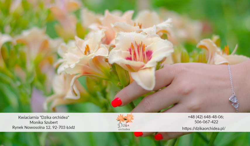 frezja jasna frezje w doniczce Frezje cebulki