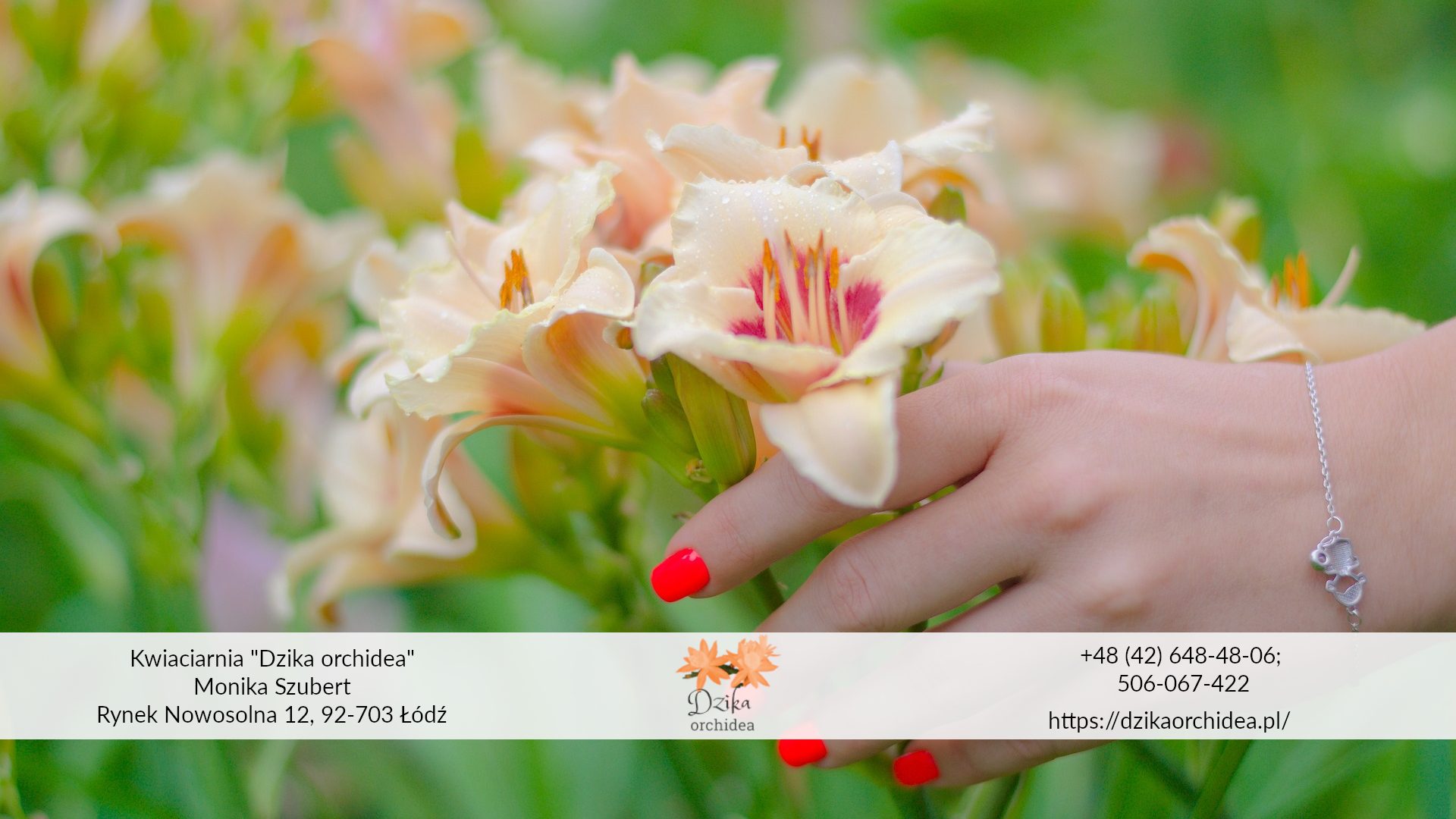 frezja jasna Frezja biała