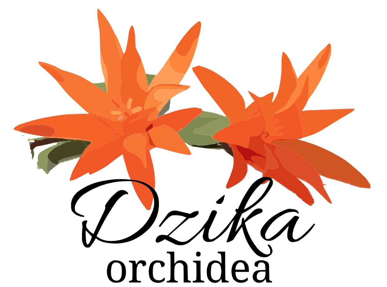 Kwiaciarnia Dzika Orchidea Monika Szubert