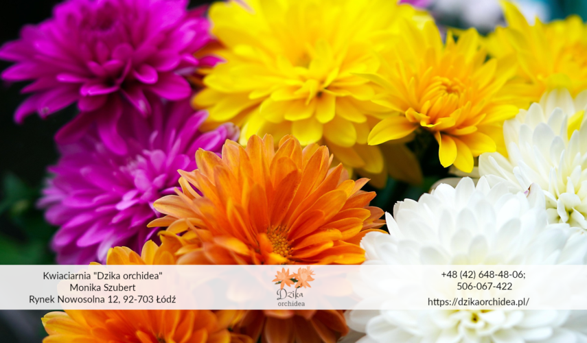 Chryzantemy kolorowe Kompozycje z chryzantemami Chryzantemy złociste tekst
