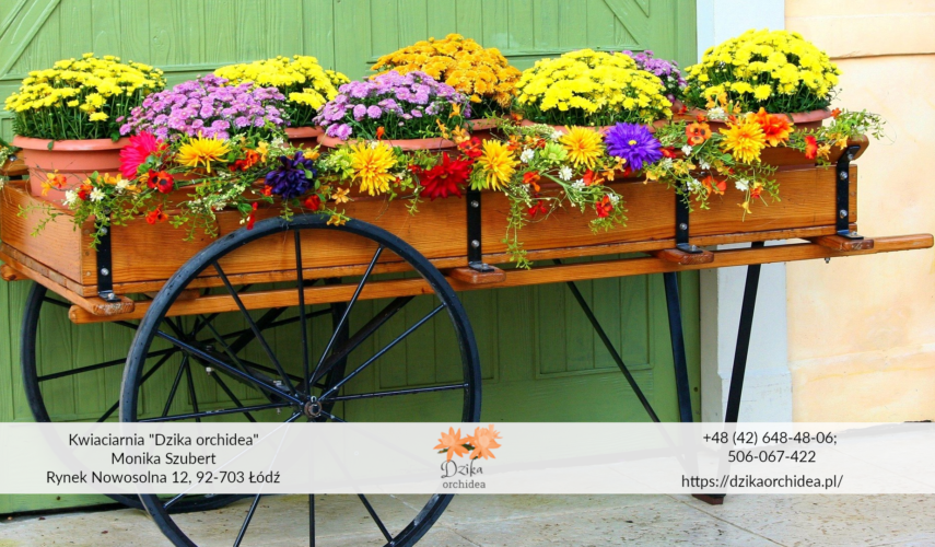 Chryzantemy w doniczce wózek Kompozycje z chryzantemami