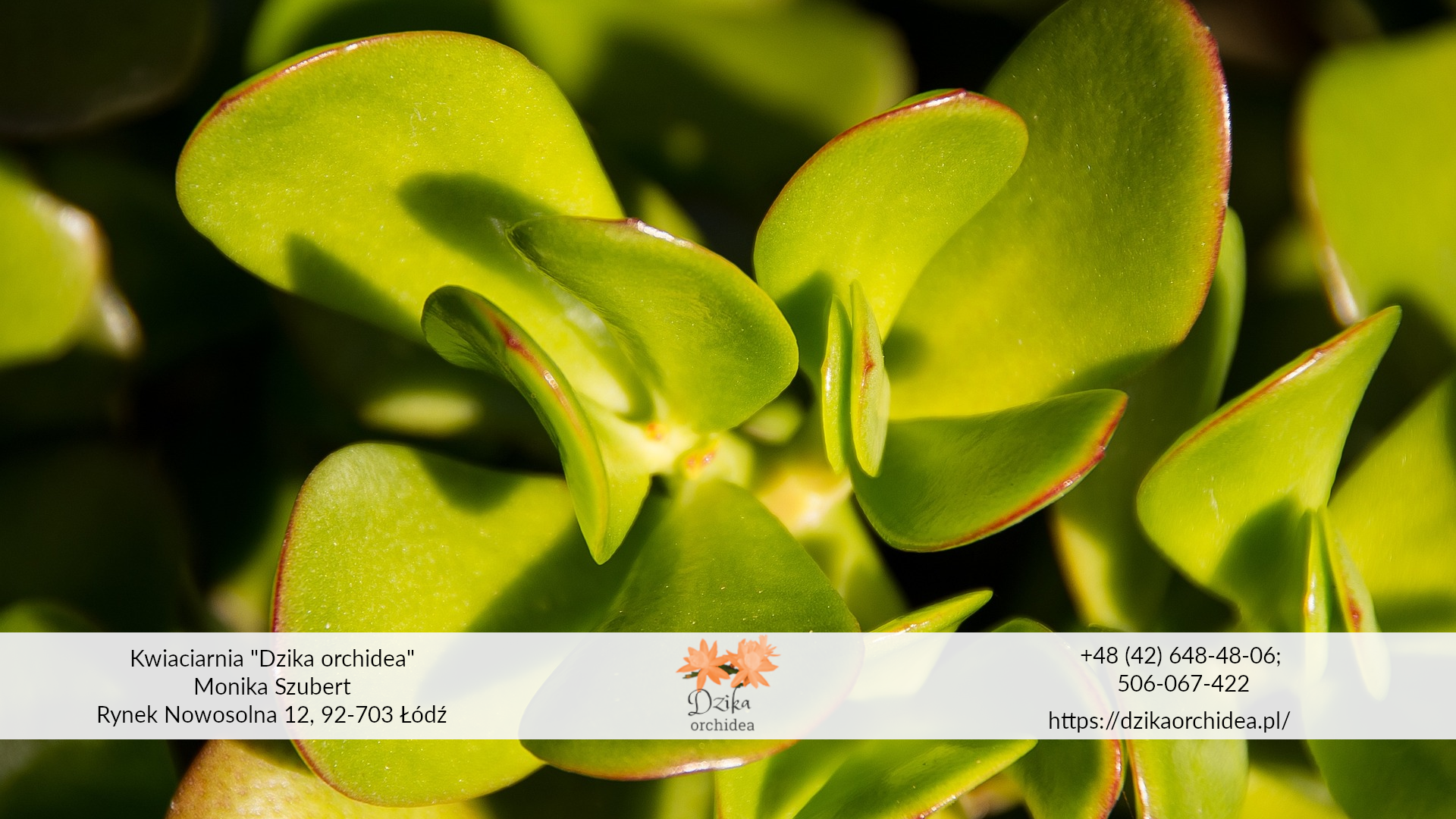 Drzewko szczęścia przesądy drzewka szczęścia