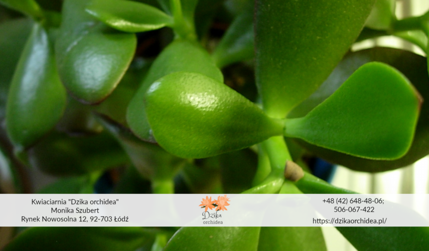 Drzewko szczęścia przesądy drzewka szczęścia