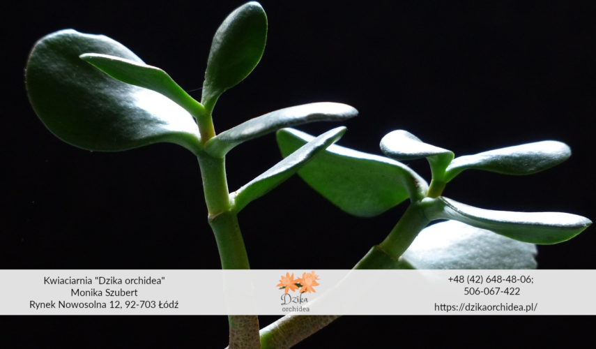 Drzewko szczęścia przesądy drzewka szczęścia