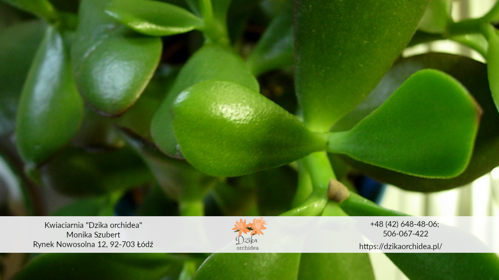 Drzewko szczęścia przesądy drzewka szczęścia