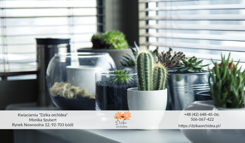 sukulenty doniczkowe