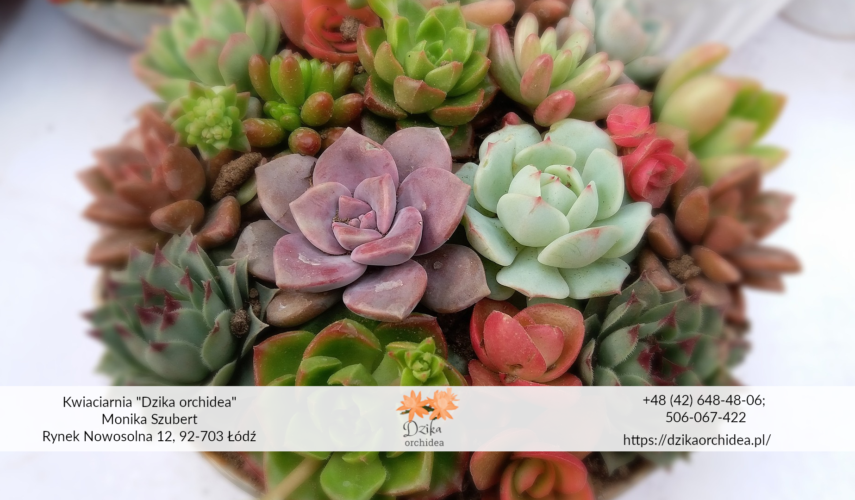 sukulenty doniczkowe Kwiaty sukulenty