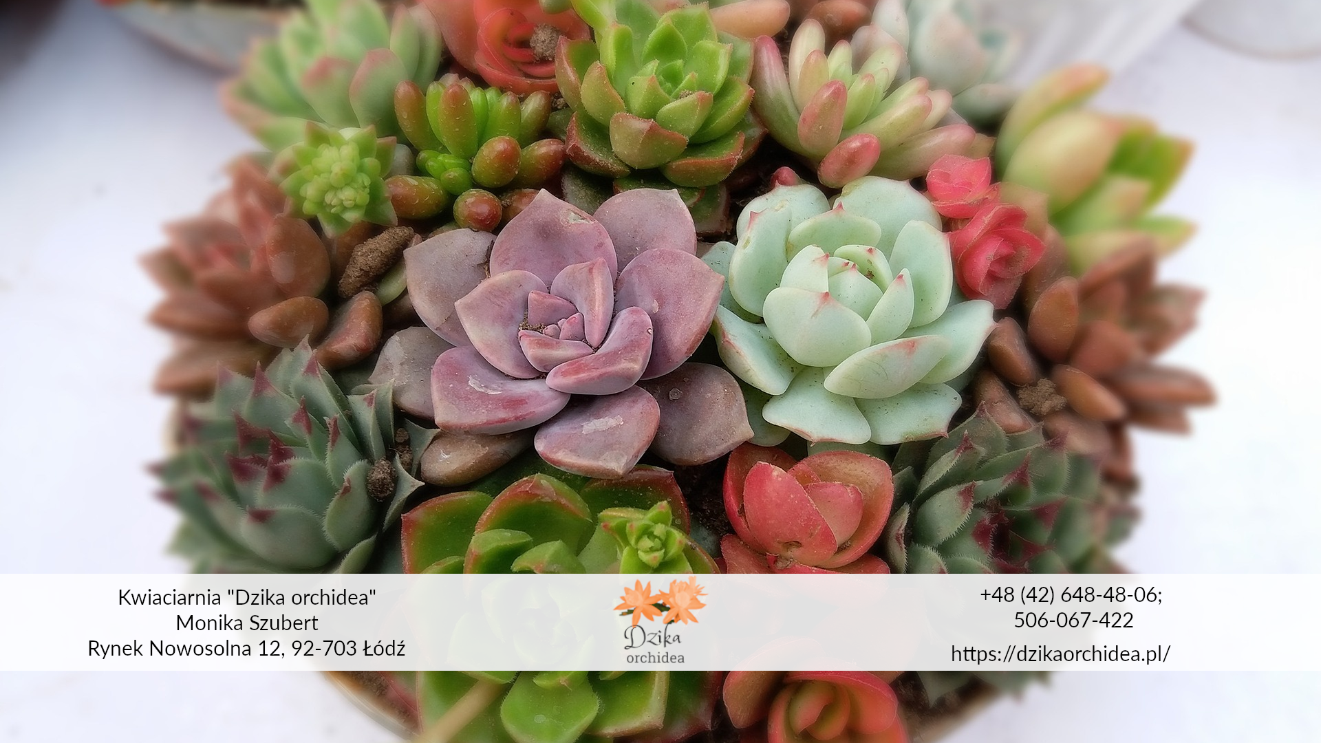 sukulenty doniczkowe