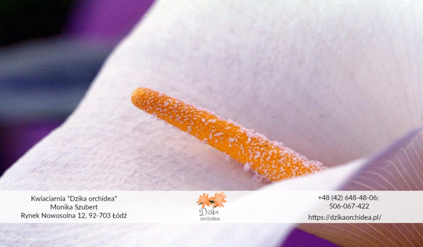 Anturium podlewanie białe anturium w doniczce Anturium odmiany Anturium białe