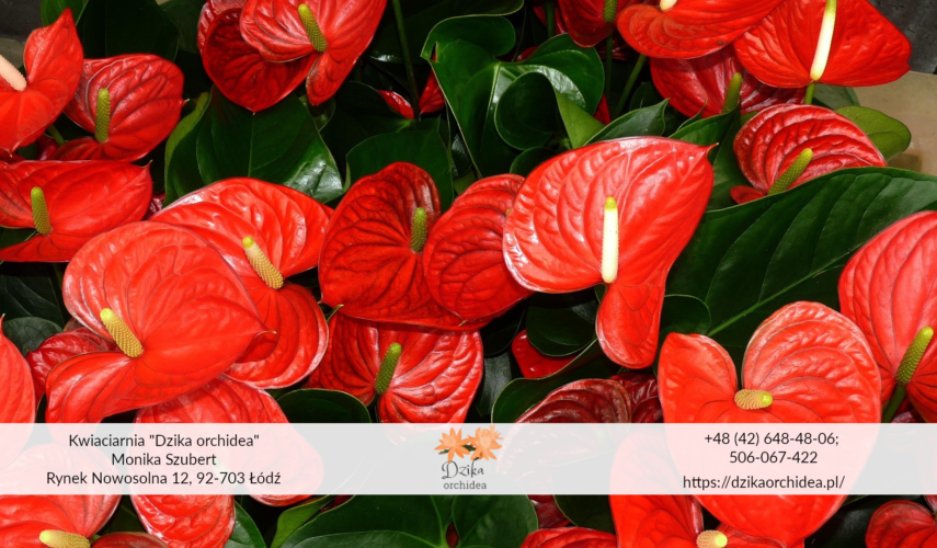 Anturium uprawa anturium kwiaty Anturium Scherzera