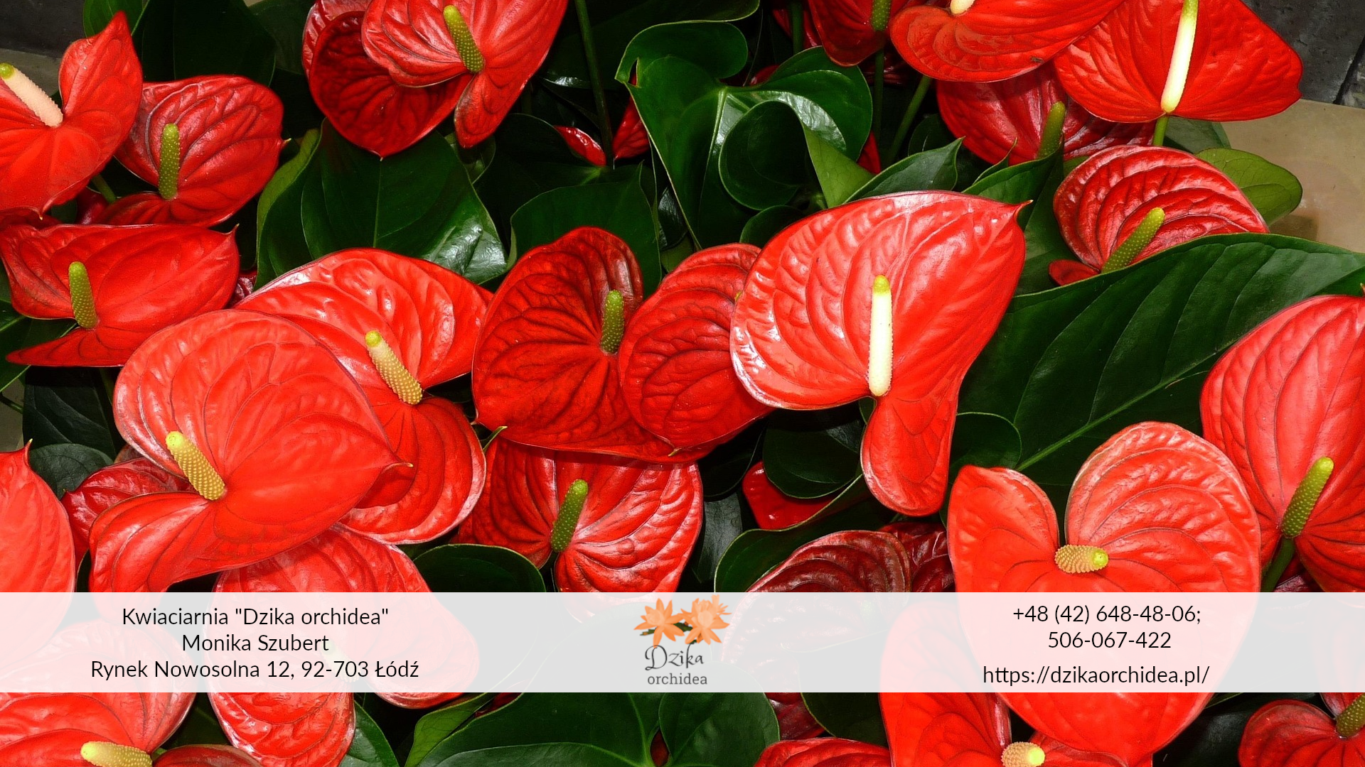 Anturium uprawa anturium kwiaty Anturium Scherzera