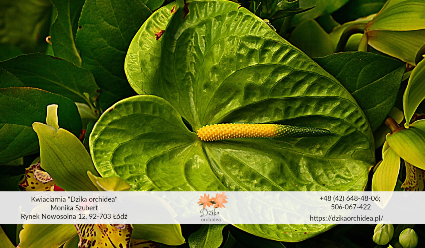 Anturium w domu przesądy anturium w doniczce Anturium choroby