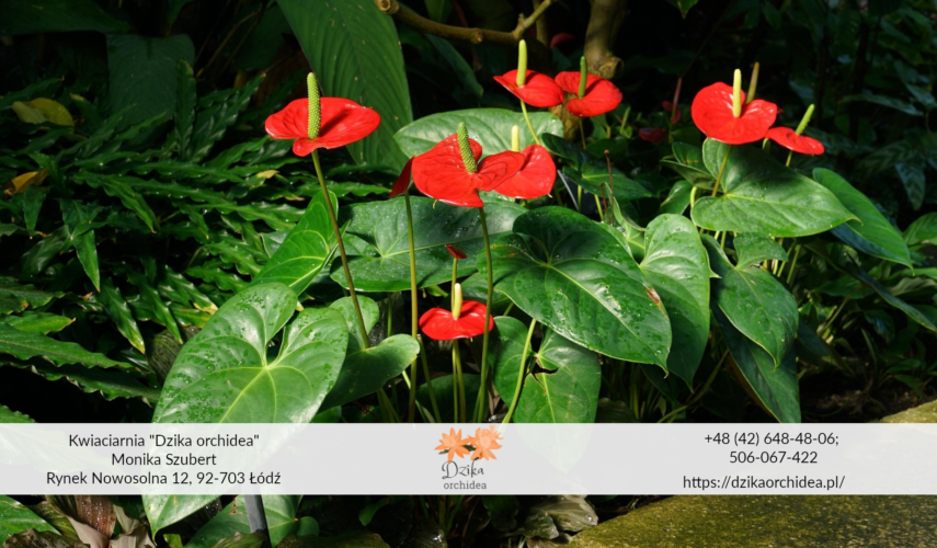 Anturium w domu przesądy