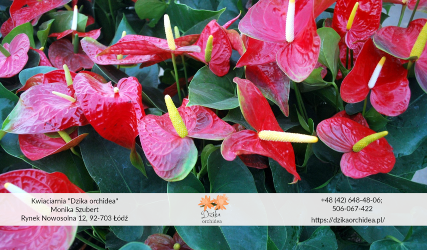 Domowy nawóz do anturium anturium w doniczce