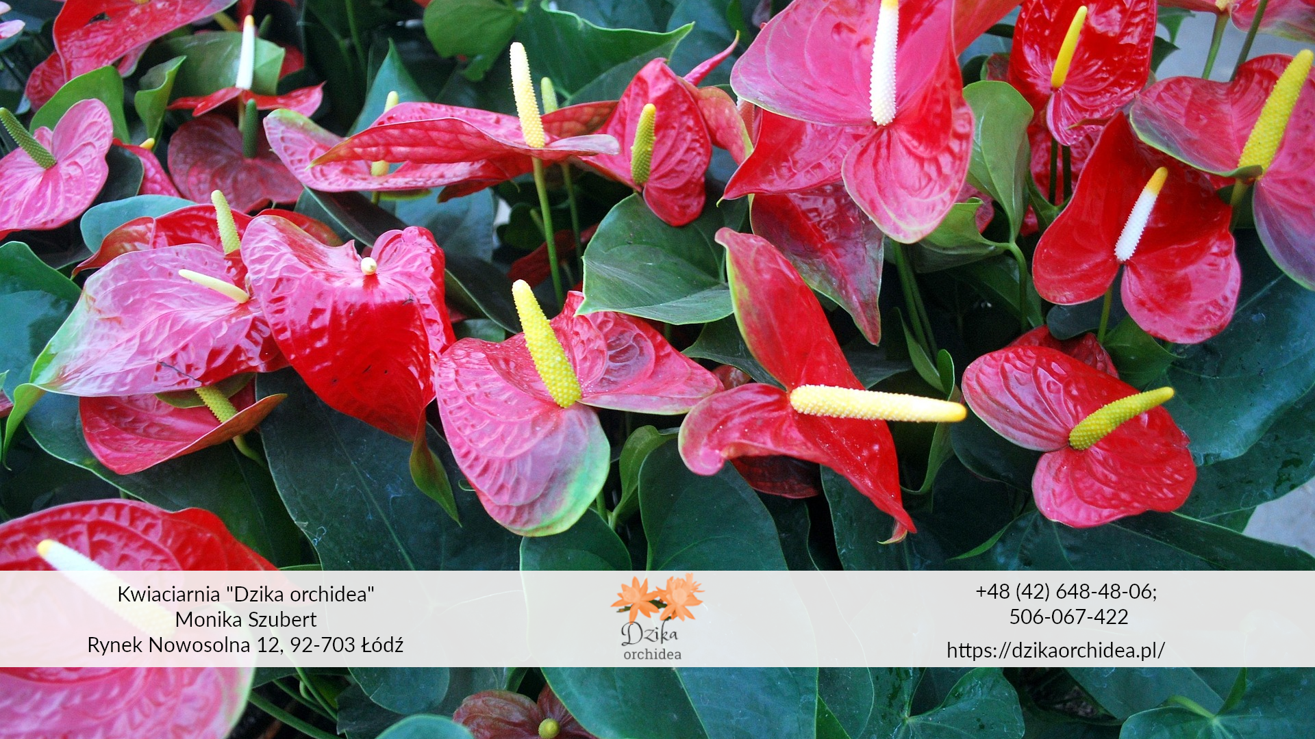 Domowy nawóz do anturium