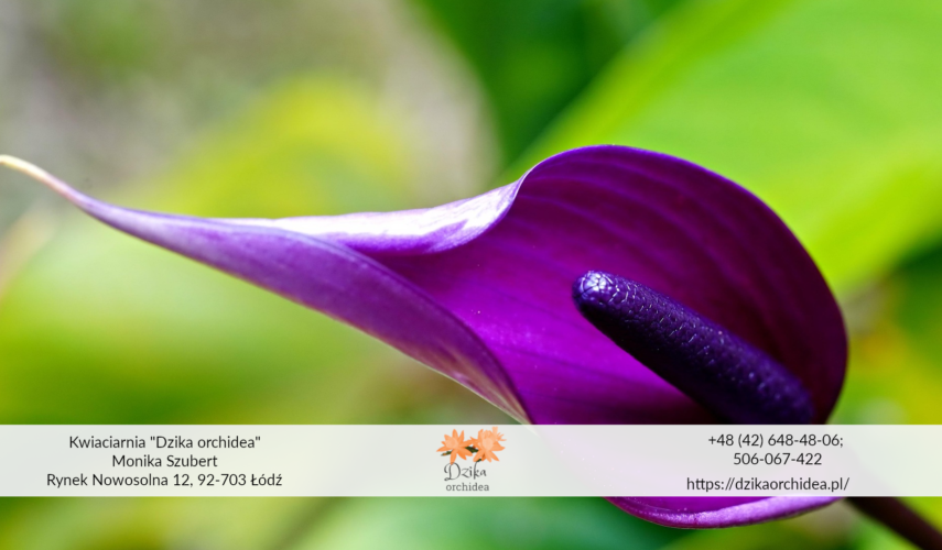 Domowy nawóz do anturium Anturium kolory Anturium Scherzera Anturium czerwone