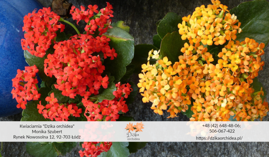 Kalanchoe Thyrsiflora Kalanchoe przycinanie