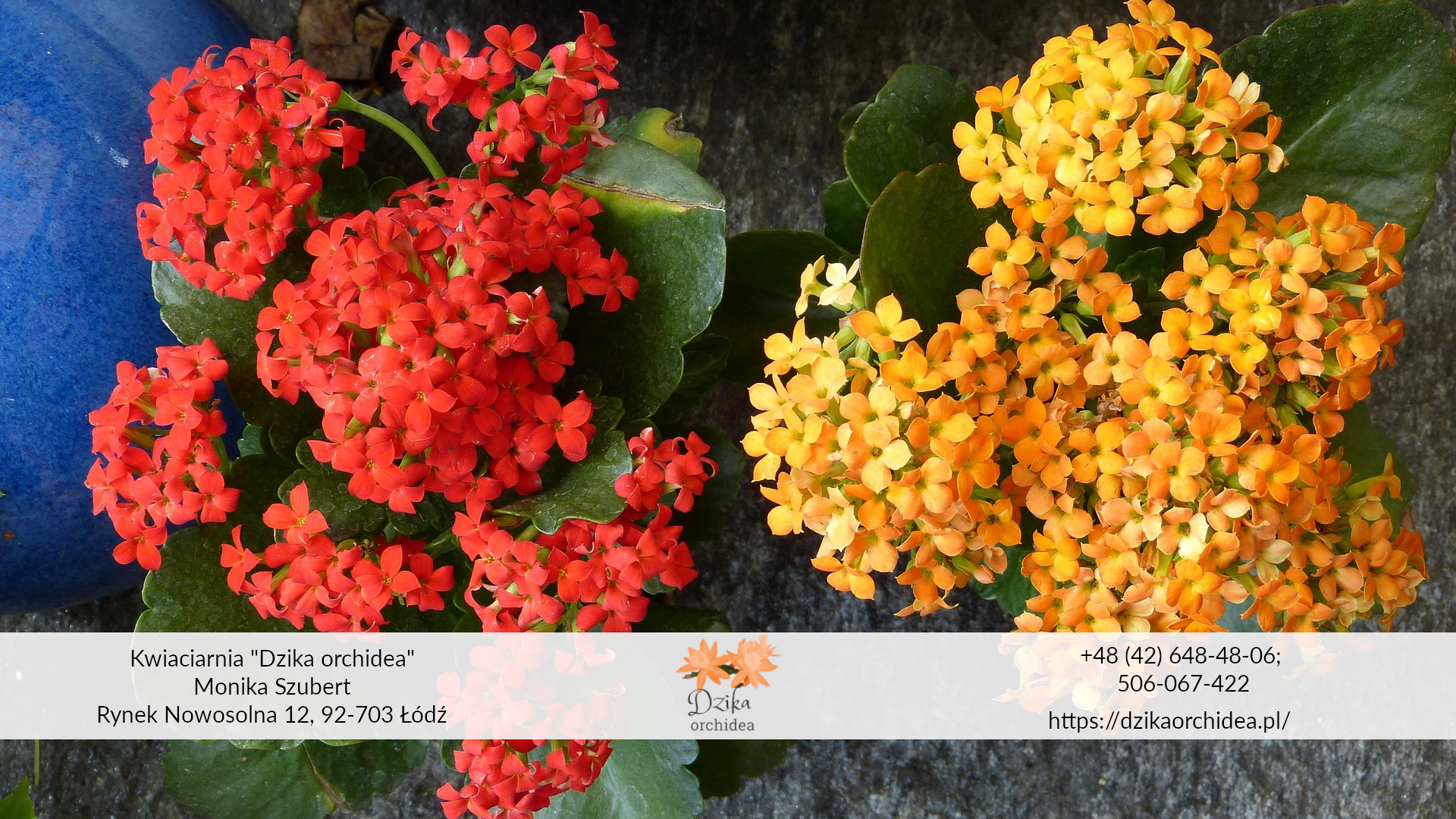 Kalanchoe Thyrsiflora