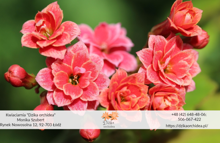 Kalanchoe Thyrsiflora Kalanchoe odmiany