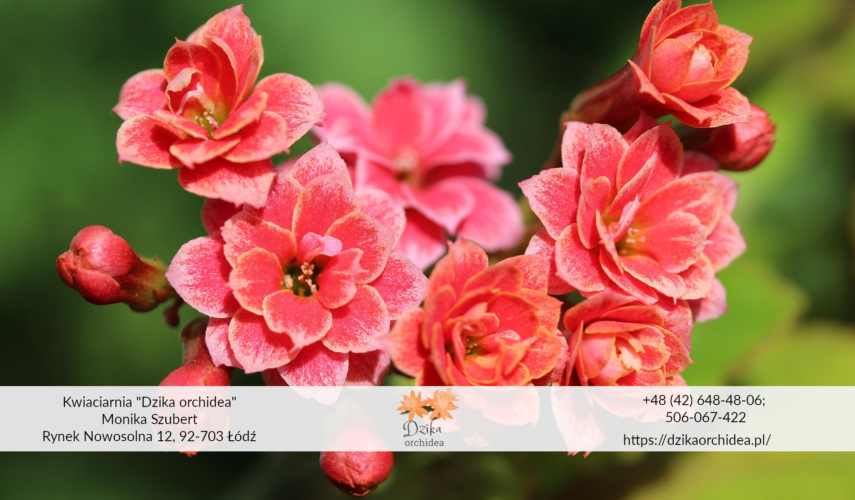 Kalanchoe Thyrsiflora Kalanchoe odmiany Kalanchoe przycinanie