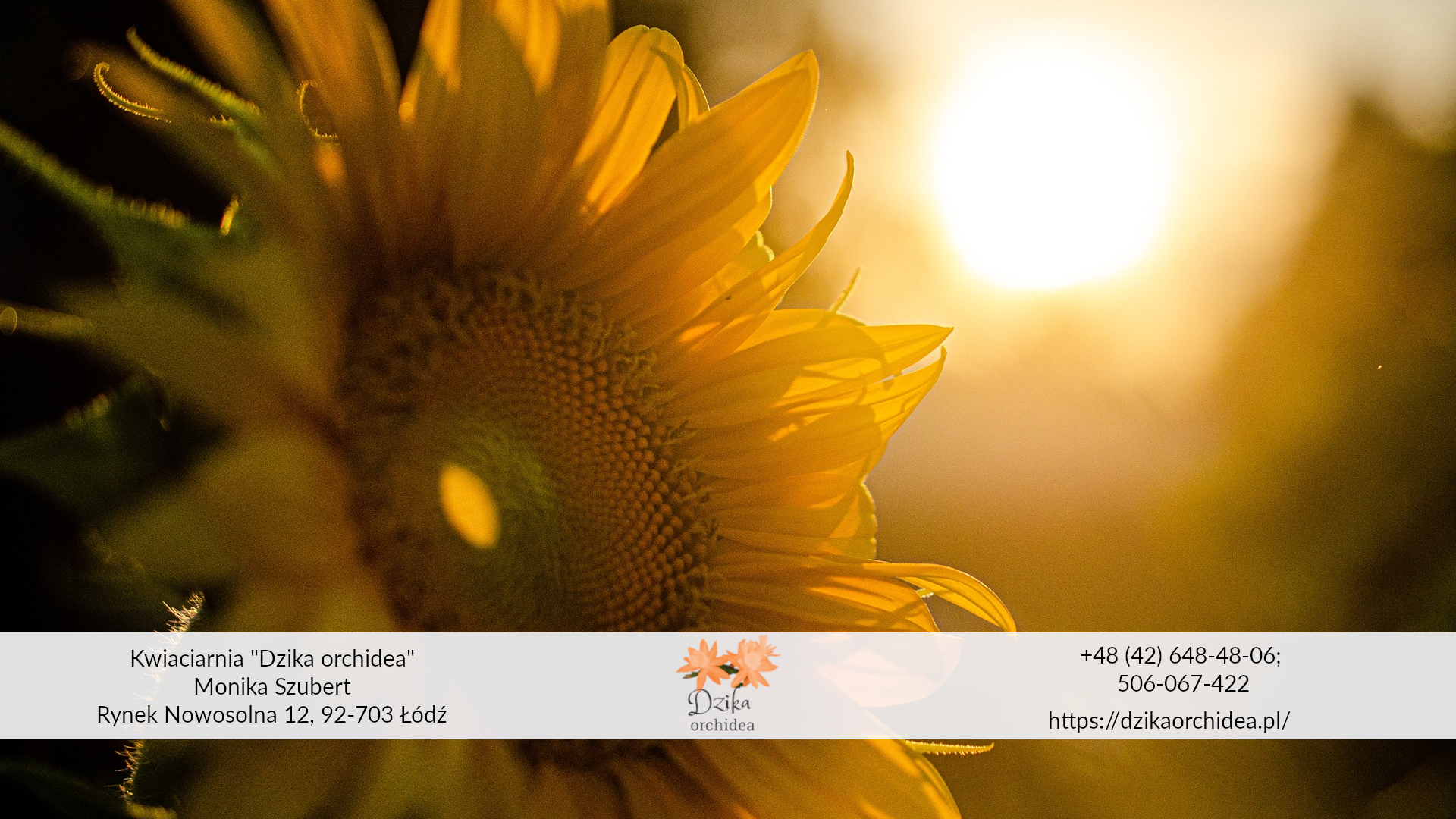 Kwiat słonecznika