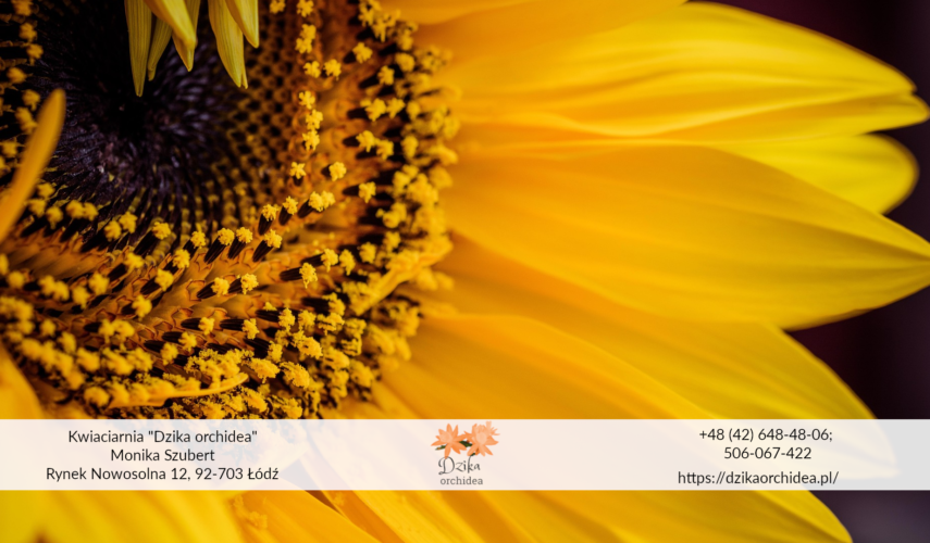 Kwiat słonecznika