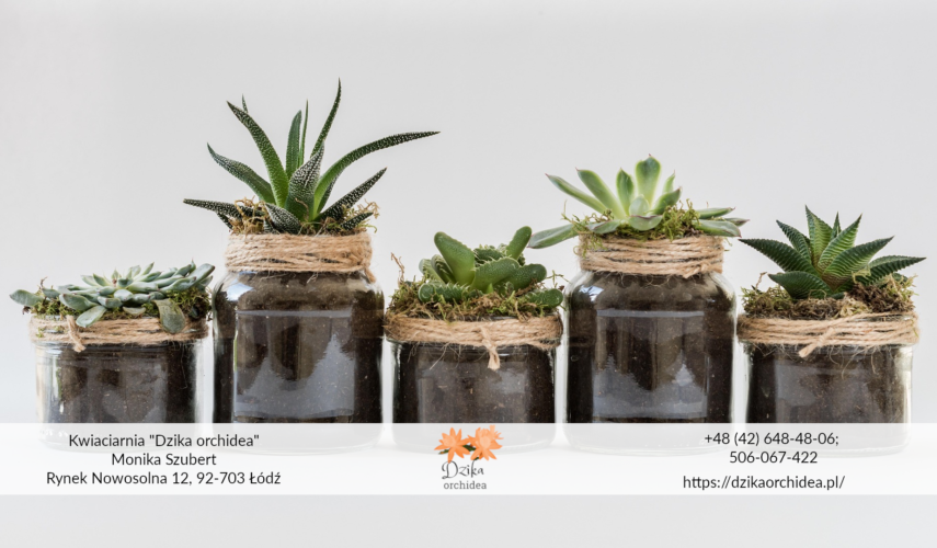 Sukulenty w szkle