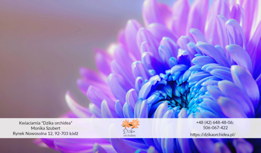 Sztuczne chryzantemy chryzantema tęczowa Chryzantemy cięte