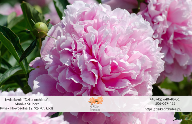 peonia różowa kwiat Kwiat peonii