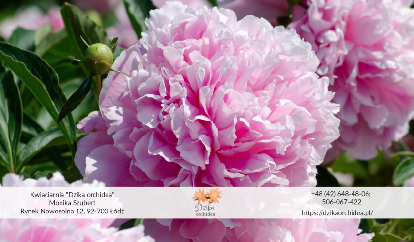 peonia różowa kwiat Kwiat peonii peonia a piwonia